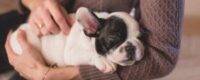 dogloverszw-head (2)