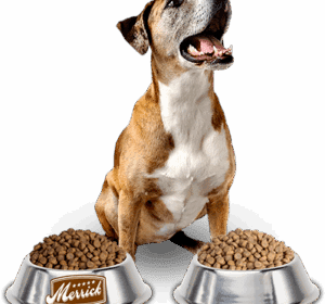 dogfood-dogloverszw (1)